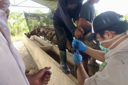 DKPP lengkapi vaksinasi hewan ternak tahap 2 untuk 400 ekor sapi di Batam