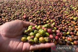 Lakon Srikandi penyuling harapan kopi robusta di lereng Gunung Ciremai