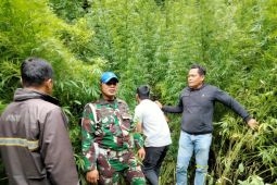 Kodim 0205/TK temukan ladang ganja di Hutan Sibuatan, pemilik belum ditemukan