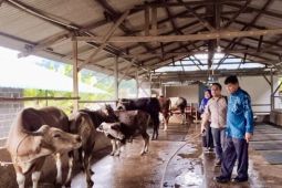 DKPP Batam perketat pengawasan obat hewan untuk pastikan keamanan produk