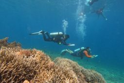Menjaga ekosistem laut, IMIP rehabilitasi terumbu karang sombori