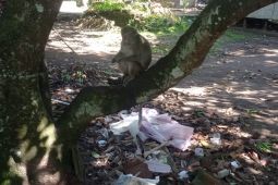 Petani Lebak keluhkan tanamannya diserang monyet