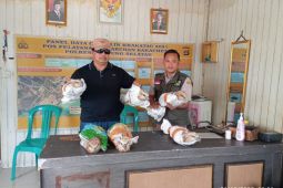 Karantina Lampung gagalkan penyelundupan enam ekor elang dilindungi