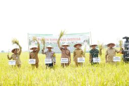1.700 hektare sawah di Kembangbahu Lamongan panen MT III