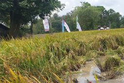 Sumsel berdayakan Brigade Pangan tingkatkan produksi padi