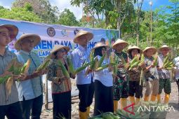 Lapas Wahai Maluku panen 1,2 ton jagung bantu ketahanan pangan daerah