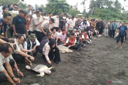 Menhut dan DPR RI lepasliarkan tukik di Gianyar Bali