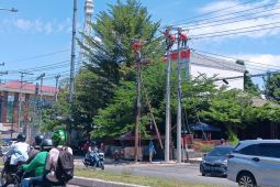 PLN-UP3 Palu tingkatkan keandalan layanan lewat pemeliharaan jaringan