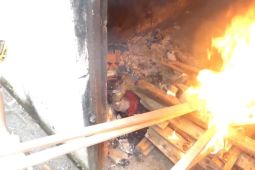 Ditahan di Bandara Pattimura, BKHIT Maluku musnahkan hewan dan tumbuhan tanpa dokumen resmi