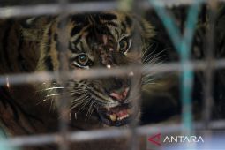 Harimau sumatra masuk kandang jebak di Batu Brak Lampung Barat
