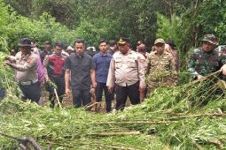 Polisi buru pemilik lahan 400 batang ganja di Kabupaten Karo