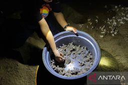 Masyarakat Paloh lepas liar 20 ribu tukik di Pantai Tanjung Api Kalimantan Barat