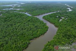 Kemenhut lakukan penanaman 20,8 juta batang mangrove lewat M4CR di empat provinsi