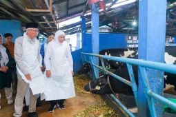Khofifah optimistis integrated farming Pasuruan pacu produksi susu