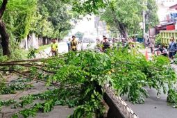 Gencarkan pemangkasan pohon cegah tumbang saat hujan