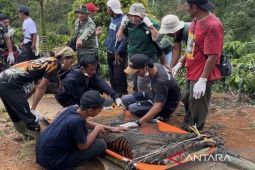 Petugas evakuasi harimau yang terjebak di Lampung Barat