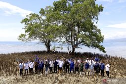 Pemkab Bone Bolango dan BNPP tanam mangrove di pesisir Kabila Bone