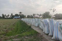 Sarana prasarana jadi kendala Bulog  tampung gabah petani di Kolaka