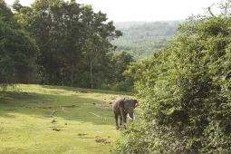 1.585 hektare hutan habitat gajah sumatera di Bengkulu hilang dua tahun terakhir