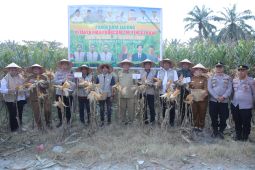 Bupati Asahan panen raya jagung di Desa Teladan