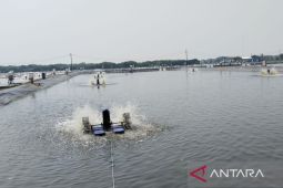 Harapan baru di balik revitalisasi tambak Pantura Karawang