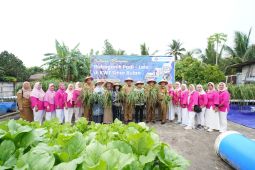 BI Babel perkuat GNPIP dengan panen bersama hidroganik padi dan lele di Pangkalpinang