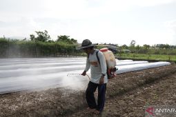 IMIP berdayakan petani Bahodopi kembangkan agribisnis kekinian