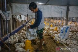 NTB perkuat kemandirian pangan lewat hilirisasi unggas