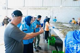 PLN Babel perkuat daya saing ekonomi pesisir melalui keandalan listrik tambak udang