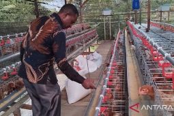 Kota Sorong terima 1.800 ayam petelur dukung Program MBG