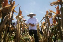 Panen raya jagung di Sidoarjo