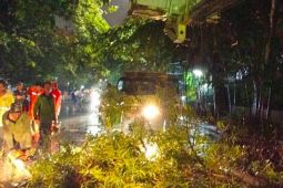 Pemprov Jakarta mengganti pohon tua dengan pohon sesuai lingkungan perkotaan