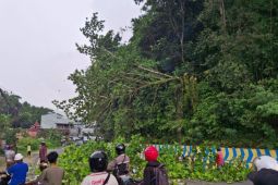 DLHK Kota Jayapura menebang pohon di pinggir jalan demi keselamatan warga
