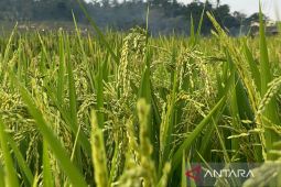 Pemkab Majalengka sebut penurunan harga pupuk bantu tekan biaya tanam
