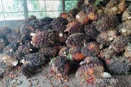 Harga TBS sawit turun dampak penurunan harga CPO