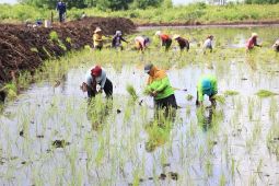 Kementan manfaatkan puncak musim hujan untuk perluas tanam dan pasokan