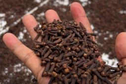 Ritual sauna rempah bakera asal Malut jadi pengetahuan tradisional, ini kata Kanwil Kemenkum