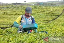Satu abad menjaga mutu teh bersama teknologi warisan Belanda