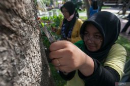 Aksi cabut paku dari pohon di Surabaya