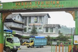 Wangi Emas Hijau dari Kaki Gunung Kerinci