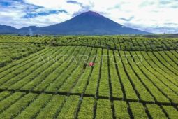 Wangi Emas Hijau  dari kaki Gunung Kerinci