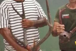 BKSDA Maluku amankan dua opsetan tanduk rusa di pelabuhan Ambon