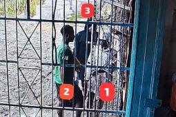 Satgas DC: Tim gabungan selidiki kasus penyerangan warga Dekai Yahukimo