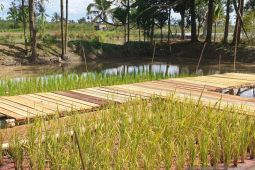 Kabupaten Banyuasin terima bantuan 101 ribu ton benih padi