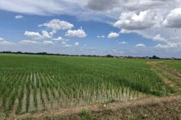 Nilai tukar petani Lampung tercatat 127,72 pada Oktober 2025