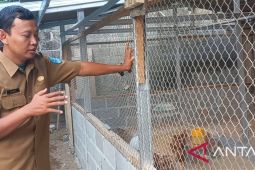 Dinpanpertan Bangka mengingatkan peternak unggas jaga kebersihan kandang