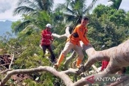 BPBD Cianjur data rumah rusak tertimpa pohon di Cibeber