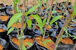 Pemkab Natuna naikkan produksi hortikultura hingga 190 persen