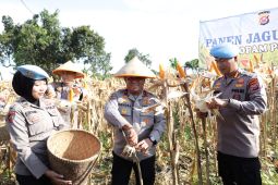 Dukung swasembada pangan, Polda Banten hasilkan jagung 2.540 ton