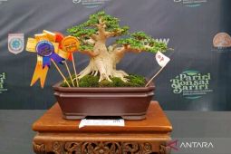 Wabup Sumbawa Barat dukung pameran bonsai nasional digelar rutin